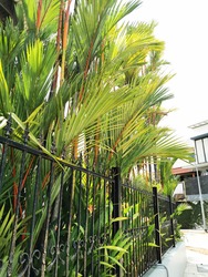 Clover Park (D20), Terrace #227037911